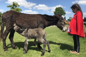 Mini cadeauset Donkey Milk - 3 delig