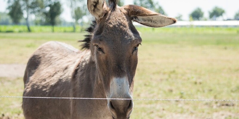 Donkey walks