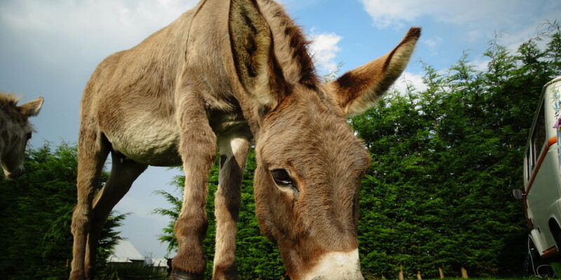 Donkey walks