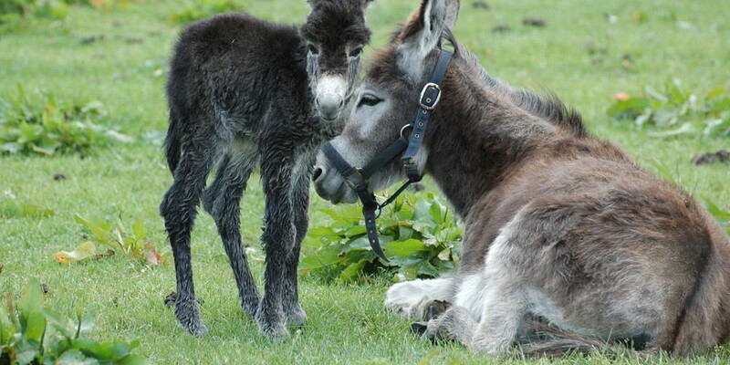 Donkey walks