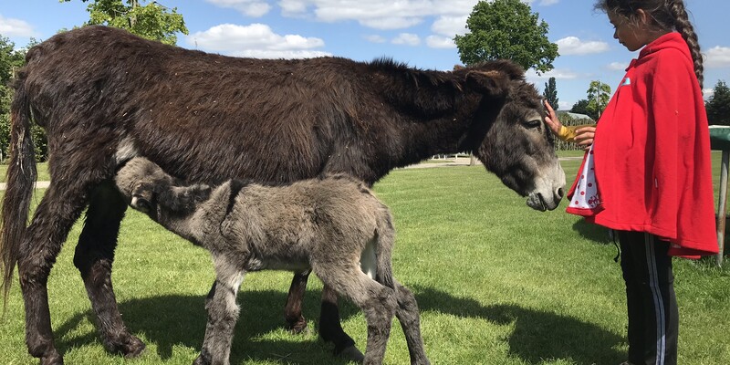 Donkey picture fun tour