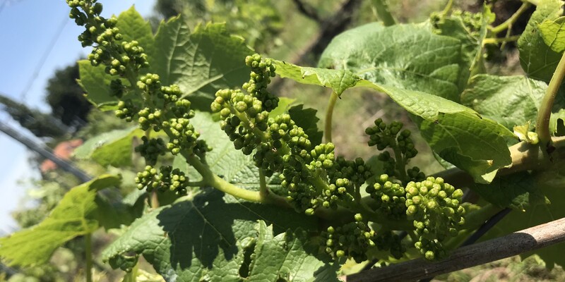 Bicycle tour & Farmers Tapas