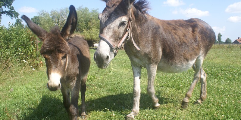 Reserveringsformulier Ezelwandeling