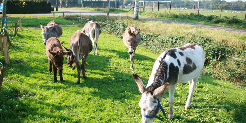 Meerdaagse ezeltocht